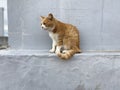 Cat in Setouchi Triennale Royalty Free Stock Photo